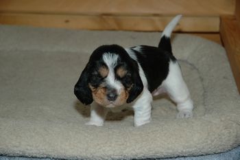 Polygor x Gidget baby at 3 weeks exploring her whelping box
