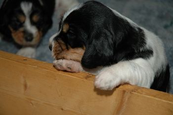 Polygor x Gidget baby at 3 weeks surveying the world beyond the whelping box

