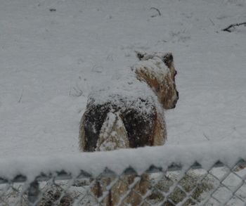 snow Feb 2010
