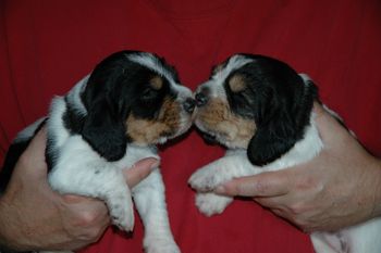 Polygor x Gidget babies at 3 weeks of age
