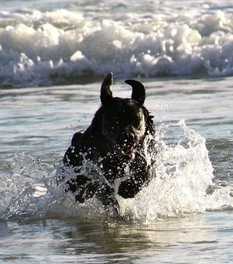 Hobie(litter sister to Peyton and Brady)-owned by Jeff and Christy Montgomery enjoys a 2011 New Year's Day romp in the surf
