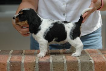 Betty(Polygor x Gidget) at 4 weeks of age
