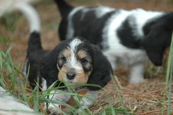 Mae at 5 weeks
