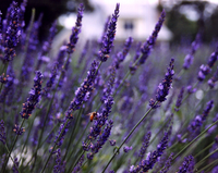 Sunshine Lavender Farm's June Bloom