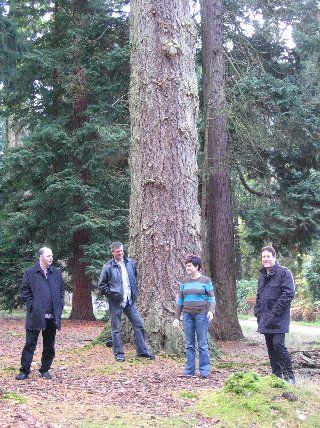 Big Larch Tree
