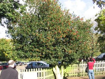 Liza taking a picture of a holly tree in Burley, photo by Tom Pope
