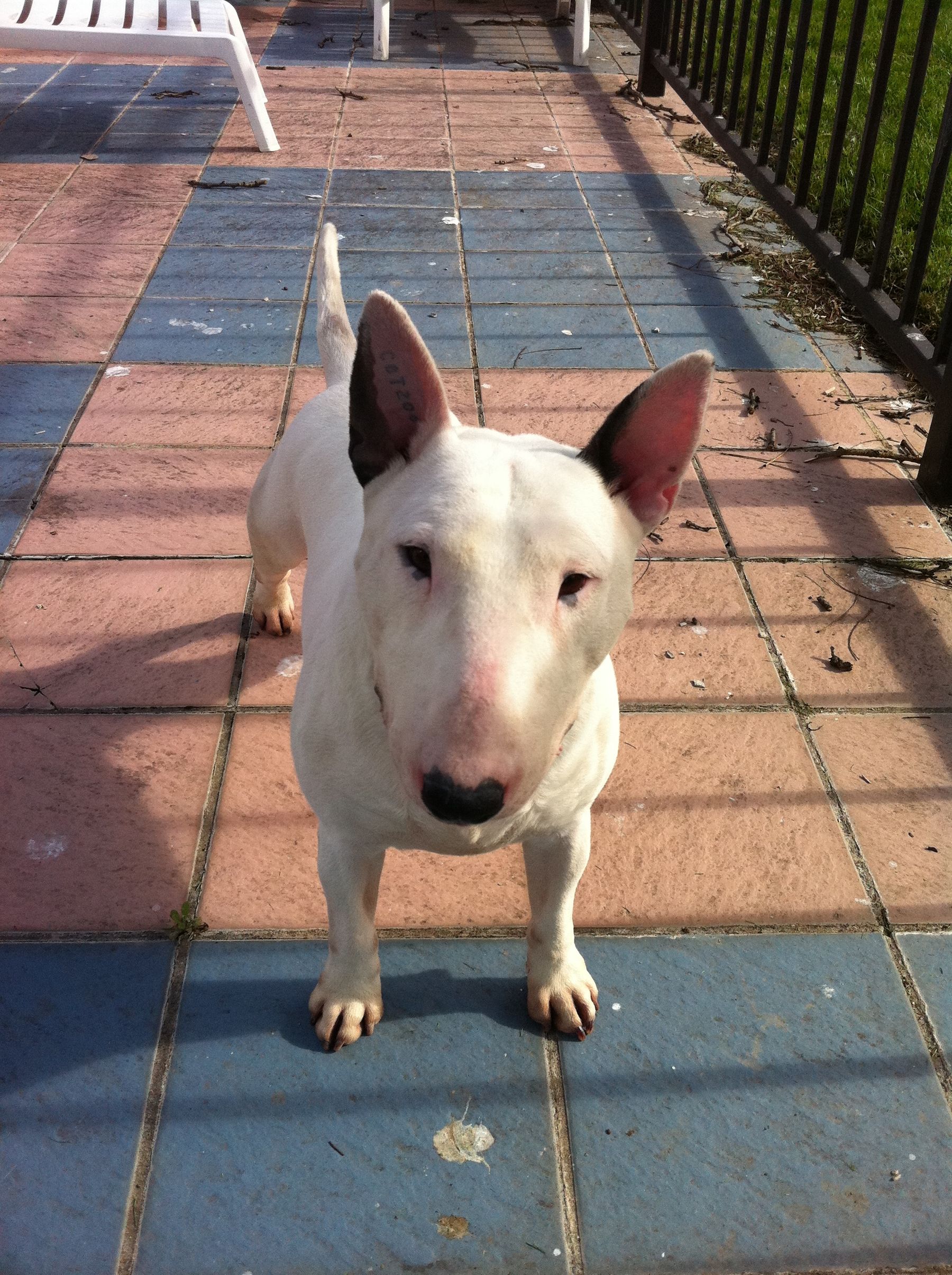 Badlesmere clearance bull terriers