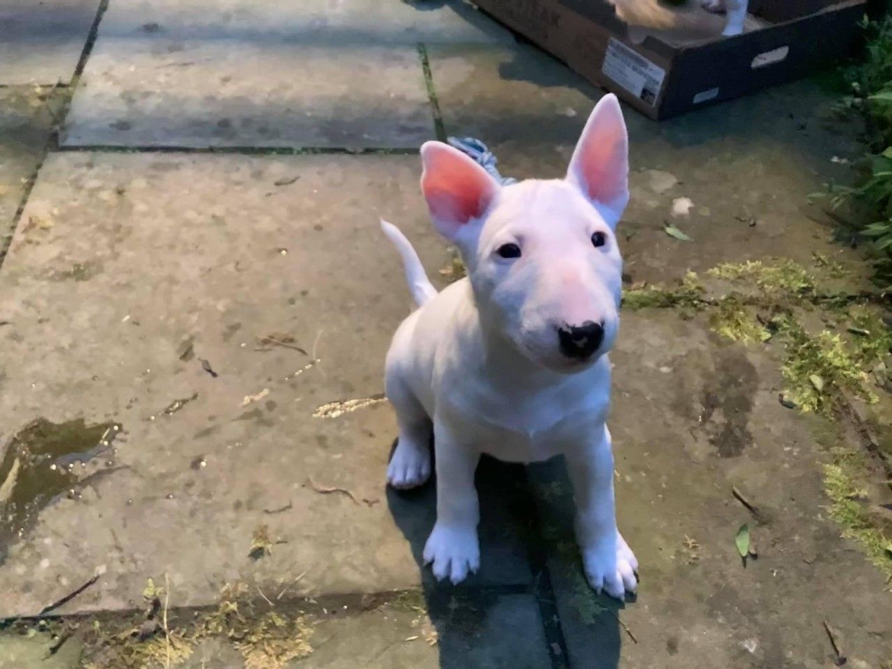 Omega miniature hot sale bull terriers