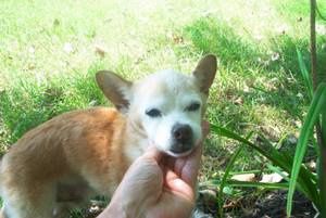 Nicki ~ Beloved doggie of my good friends Bob & Sandi - RIP April '07-cool little mutt!!
