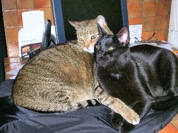 My cute NJ cousin Jackie's adorable, loving kitties...Simba & Bogart
