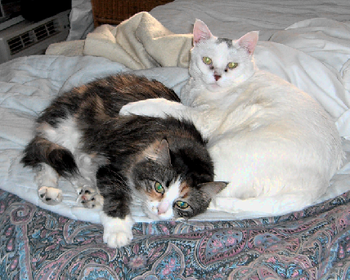 2 Girls That Share My Bed
