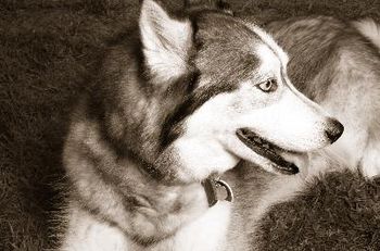 ...and how NuNuFish or "Nikita," The little Siberian grew to have a heart of a Wolf-Wolf....
