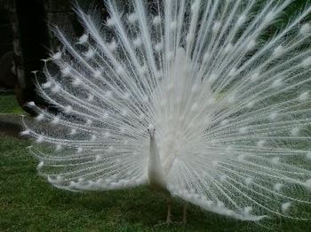 An Angel Peacock?
