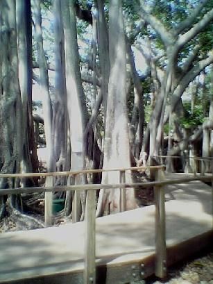 in the Banyan Trees, Ft. Myers
