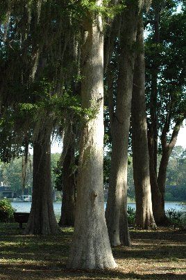 Cypress Trees
