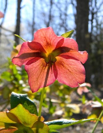 A Lenten Rose, from the back.  I liked the way the sun was shining through the petals.
