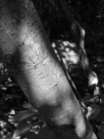 Sun light playing on the trunk of a pussy willow tree.
