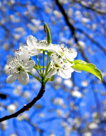 White flowering tree in my neighbor's yard.  I didn't even see the little bug hanging to the furled leaf at the top when I snapped the picture.
