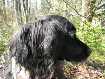 My wonderful old dog, Sweetie, who accompanied me on my walk this morning.  She waited patiently while I took pictures of flowers and, of course, her.
