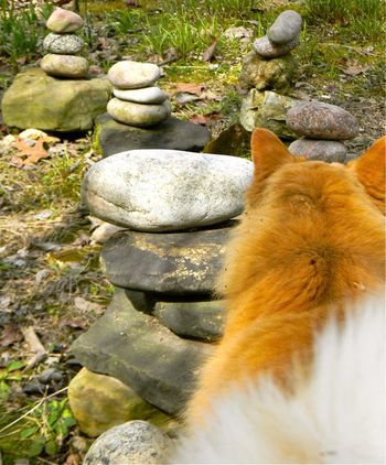 Kitty showing me his magnificent tail.  (I'm a rock stacker....had to be.  From the time I was in the 2nd grade,  my father made me work in the yard, picking and stacking rocks.)
