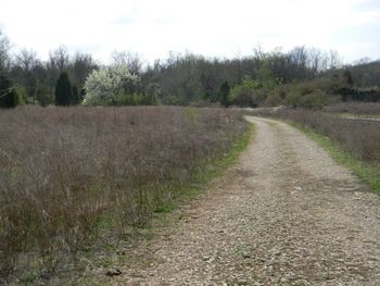 Old road to the abandoned marble quarry, Knox County.
