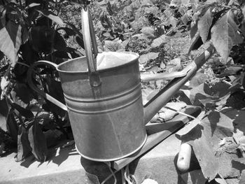 A watering can I picked up off the side of the road, during the annual city junk pick up.  I've picked all kinds of 'junk.'  One woman's junk is another woman's treasure, right?
