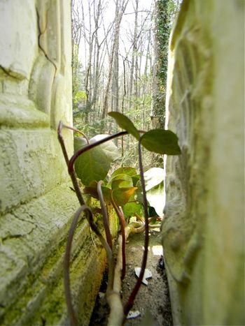 The woods, through an opening between a couple of pillars on the wall
