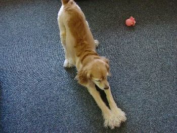 Bow to your Sensei! Good Dog! (notice the mohawk do & Dr. Suess feet:)
