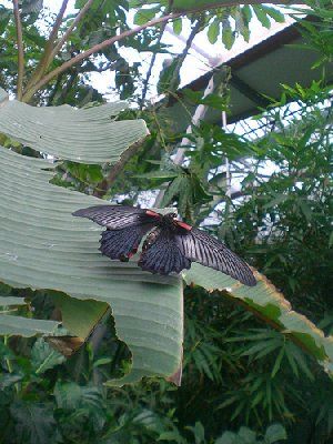 BUTTERFLIES IN ARTIS
