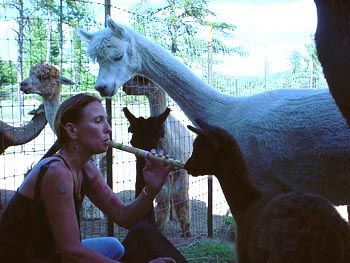 Annie seranades Annie the alpaca in Maine! http://www-oakhill-ranch.com
