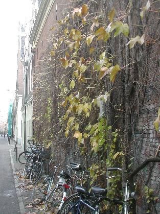 bikes were part of the landscape
