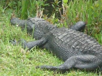 gator!
