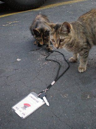 georgian feral kittens
