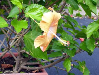 Glorious hibiscus!
