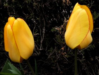 Delicious yellow tulip buds.
