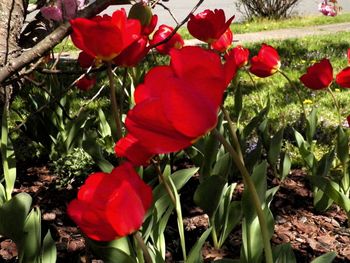 Tulips to amaze you
