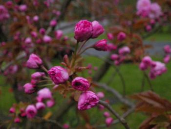 Here come the blossoms on our Japanese cherry tree!
