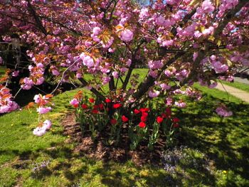 Happy tulips, now fully open, under the cherry tree
