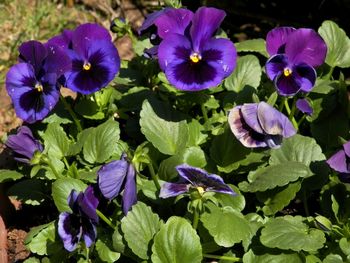 The sweet faces of pansies
