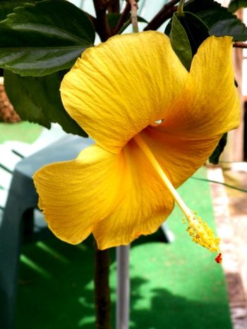 Yellow hibiscus
