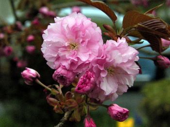 First cherry blossoms of 2013.
