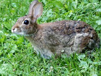 This bunny and family live in our backyard mini-woods
