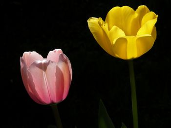 The art of tulips!
