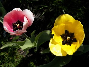 What a wonderful pair of tulips!
