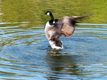 Stunning shot of this goose in motion - I am so proud of myself!

