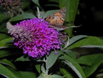 This little butterfly found our bush
