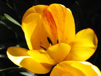 Delicate yellow tulip
