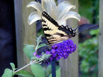 7-17-13 First monarch butterfly of the season!
