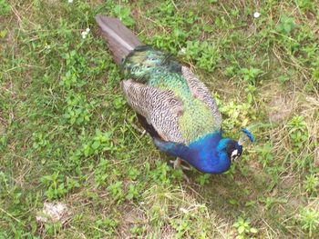 Proud Peacock
