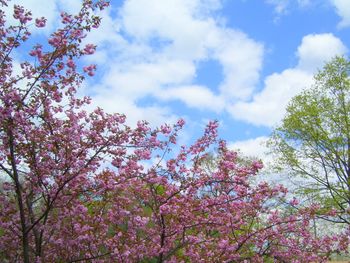 Blossoms galore
